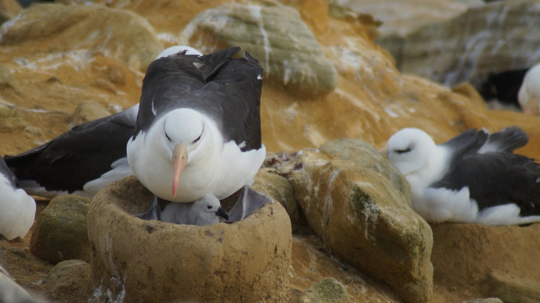 HDS25-25, Day 3, DSC01719 © Unknown photographer - Oceanwide Expeditions.JPG