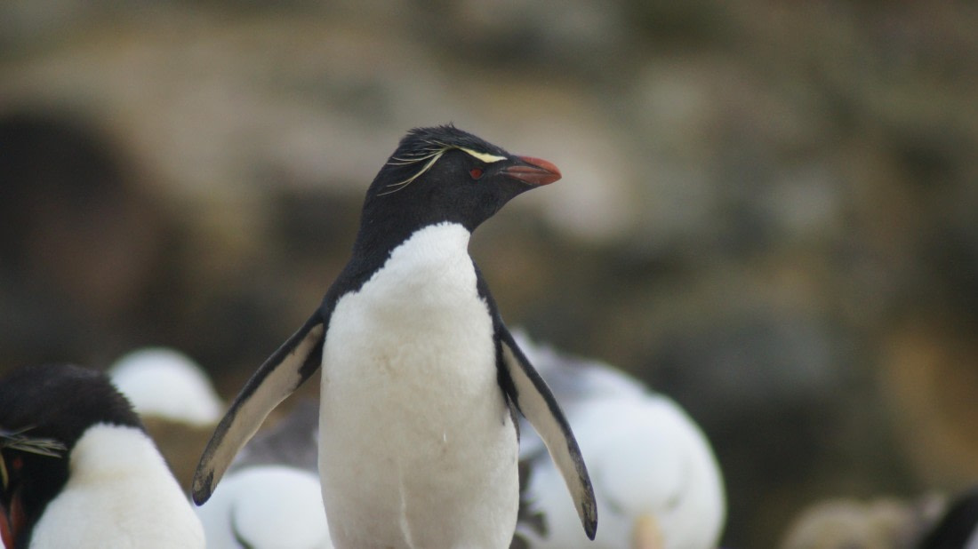 HDS25-25, Day 3, DSC01747 © Unknown photographer - Oceanwide Expeditions.JPG