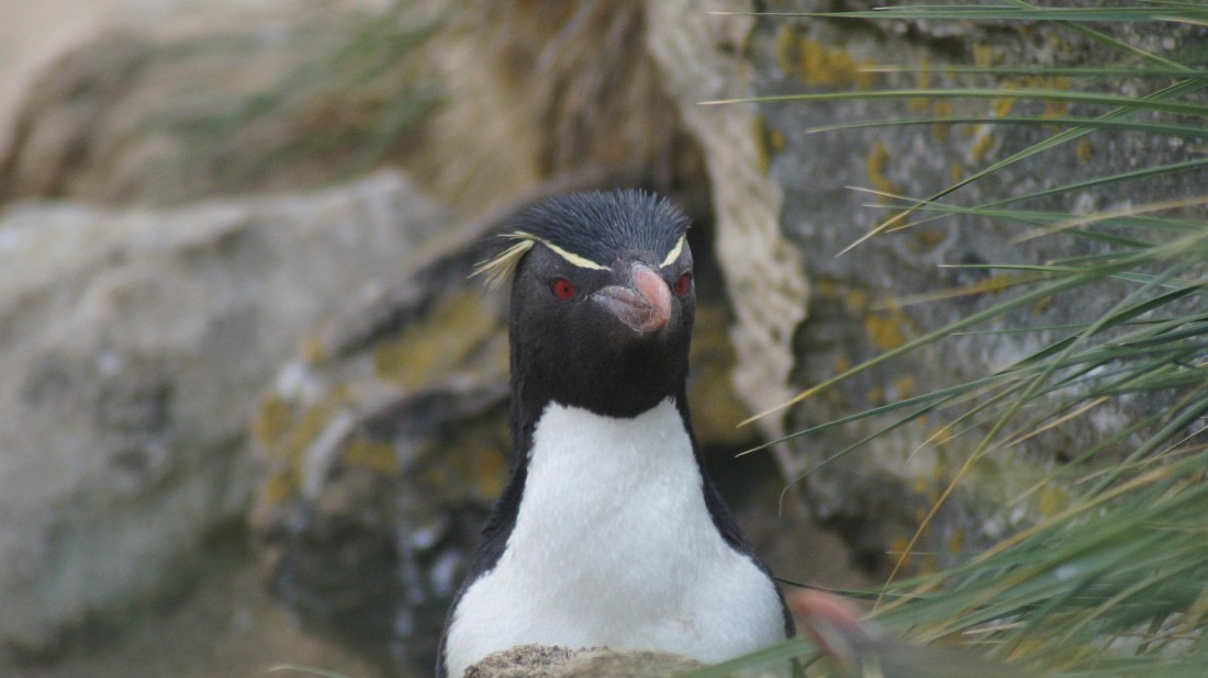 HDS25-25, Day 3, DSC01748 © Unknown photographer - Oceanwide Expeditions.JPG