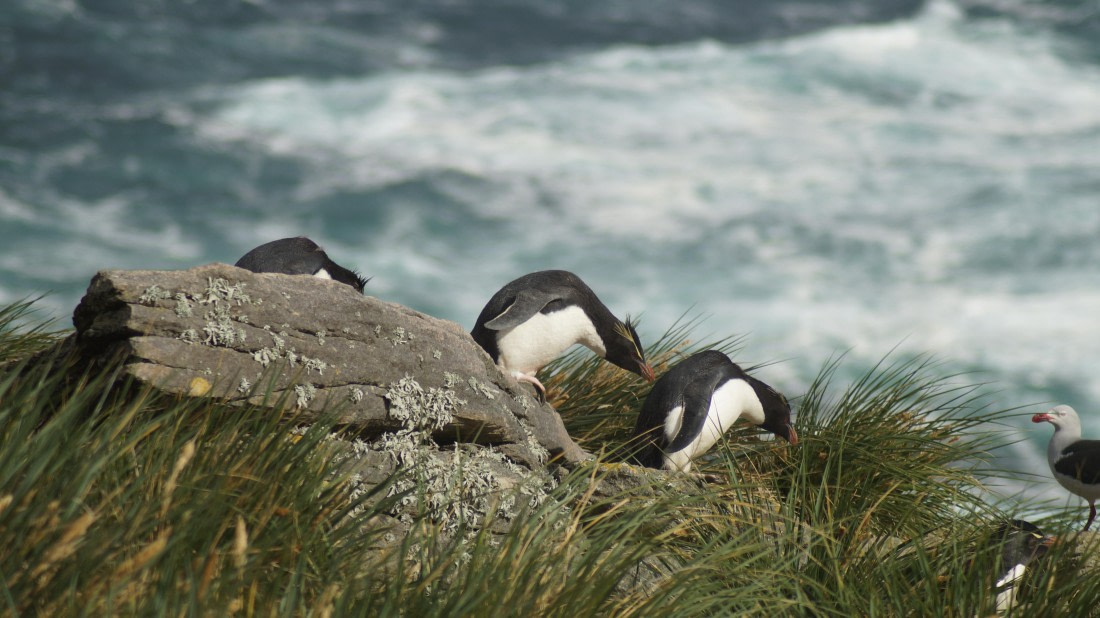 HDS25-25, Day 3, DSC01773 © Unknown photographer - Oceanwide Expeditions.JPG
