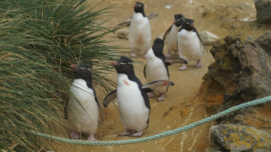 HDS25-25, Day 3, DSC01781 © Unknown photographer - Oceanwide Expeditions.JPG