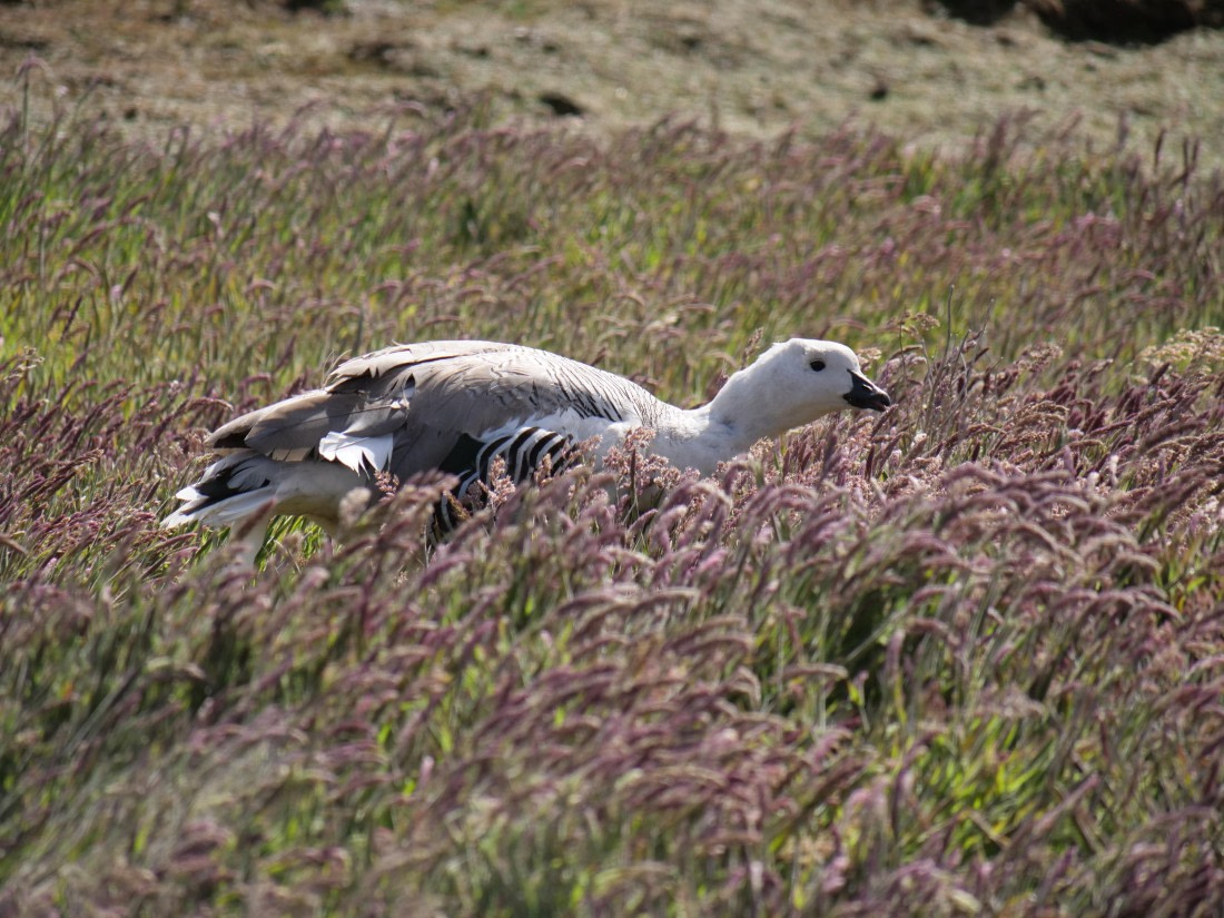 HDS25-25, Day 3, Jade-HDS25-25-Day3 (2) © Jade Heister - Oceanwide Expeditions.JPG