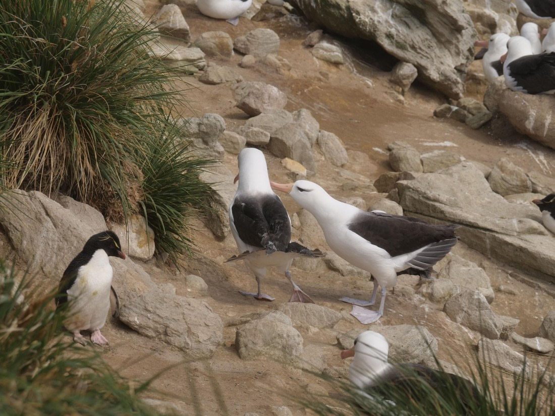 HDS25-25, Day 3, Jade-HDS25-25-Day3 (10) © Jade Heister - Oceanwide Expeditions.JPG