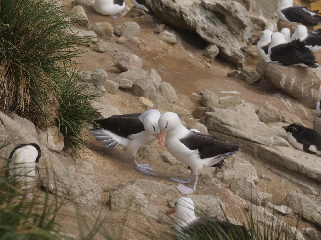 HDS25-25, Day 3, Jade-HDS25-25-Day3 (12) © Jade Heister - Oceanwide Expeditions.JPG