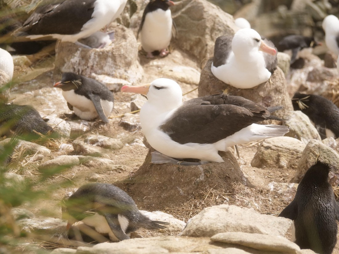 HDS25-25, Day 3, Jade-HDS25-25-Day3 (16) © Jade Heister - Oceanwide Expeditions.JPG