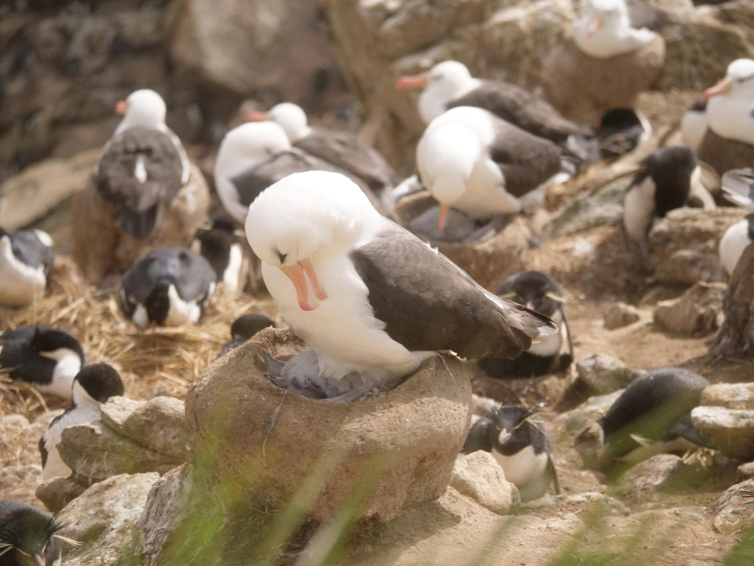 HDS25-25, Day 3, Jade-HDS25-25-Day3 (17) © Jade Heister - Oceanwide Expeditions.JPG