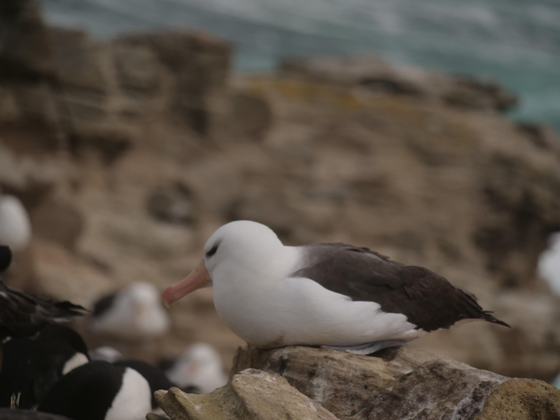 HDS25-25, Day 3, Jade-HDS25-25-Day3 (22) © Jade Heister - Oceanwide Expeditions.JPG