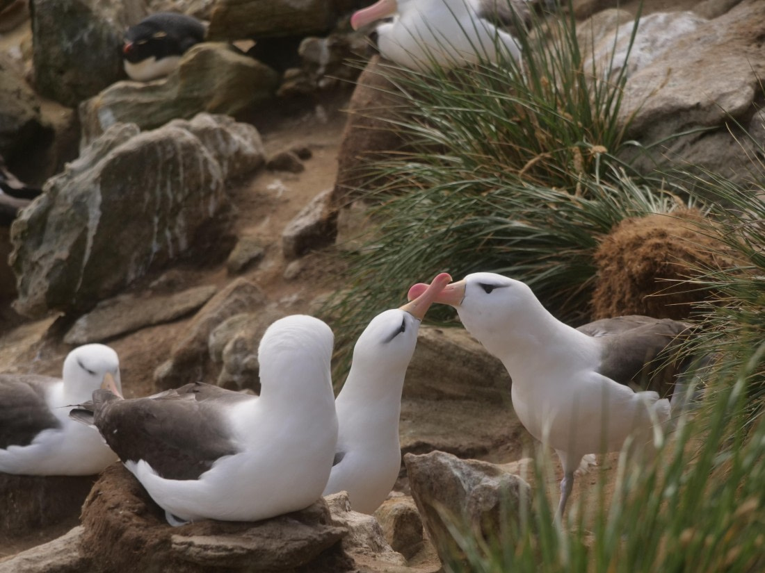 HDS25-25, Day 3, Jade-HDS25-25-Day3 (26) © Jade Heister - Oceanwide Expeditions.JPG