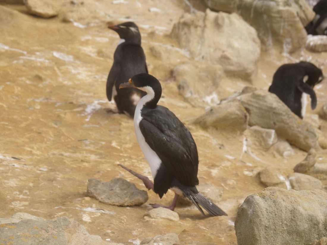 HDS25-25, Day 3, Jade-HDS25-25-Day3 (31) © Jade Heister - Oceanwide Expeditions.JPG