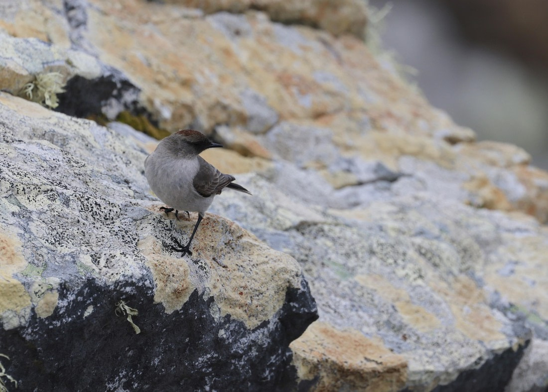 HDS25-25, Day 4, Tyrant, Dark-faced Ground © Unknown photographer - Oceanwide Expeditions.JPG