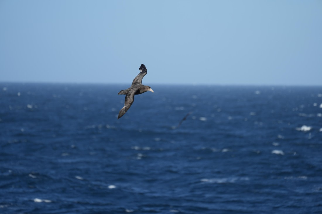 HDS25-25, Day 5, seaday © Unknown photographer - Oceanwide Expeditions.JPG