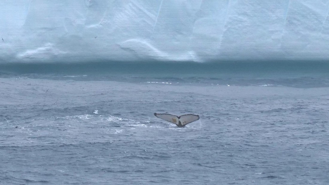 HDS25-25, Day 6, Jade-HDS25-25 Day 6 (7) © Jade Heister - Oceanwide Expeditions.jpg