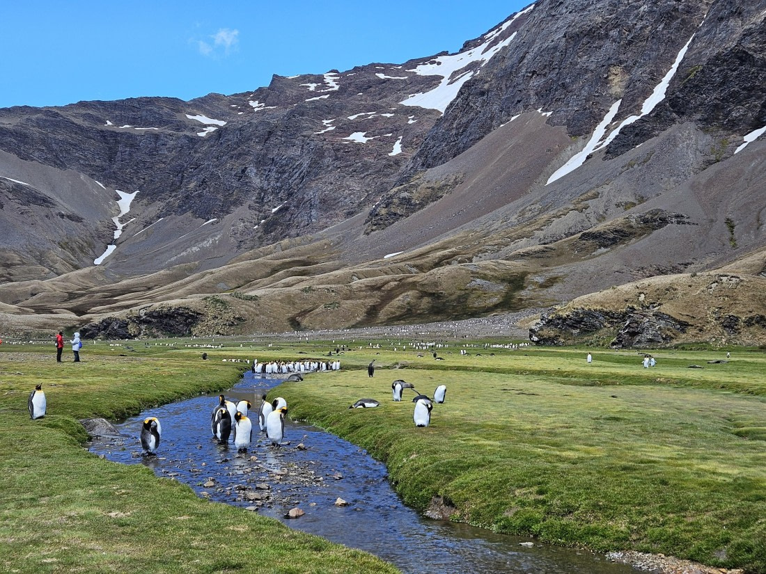 HDS25-25, Day 7, Fortuna Bay - Sas © Saskia van der Meij - Oceanwide Expeditions.jpg