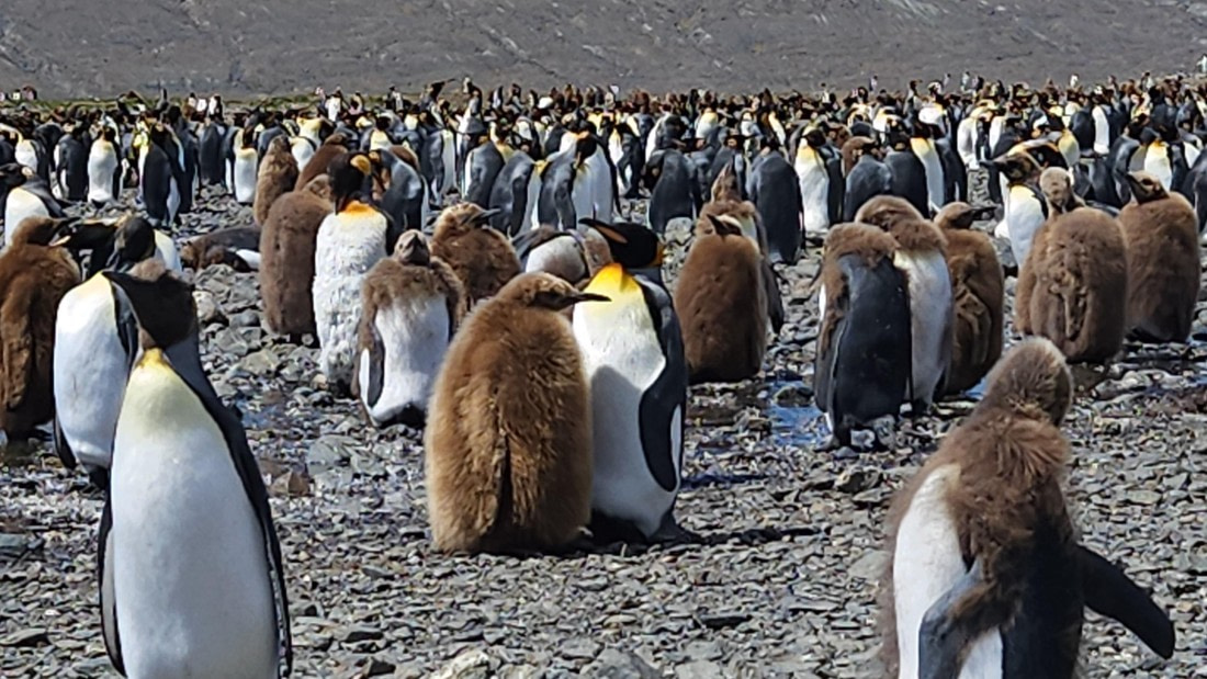 HDS25-25, Day 7, Fortuna Bay - Sas 1 © Saskia van der Meij - Oceanwide Expeditions.jpg