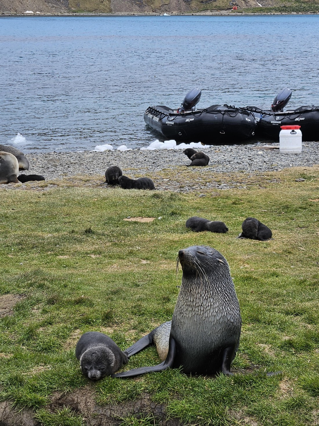 HDS25-25, Day 7, Grytviken - Sas © Saskia van der Meij - Oceanwide Expeditions.jpg
