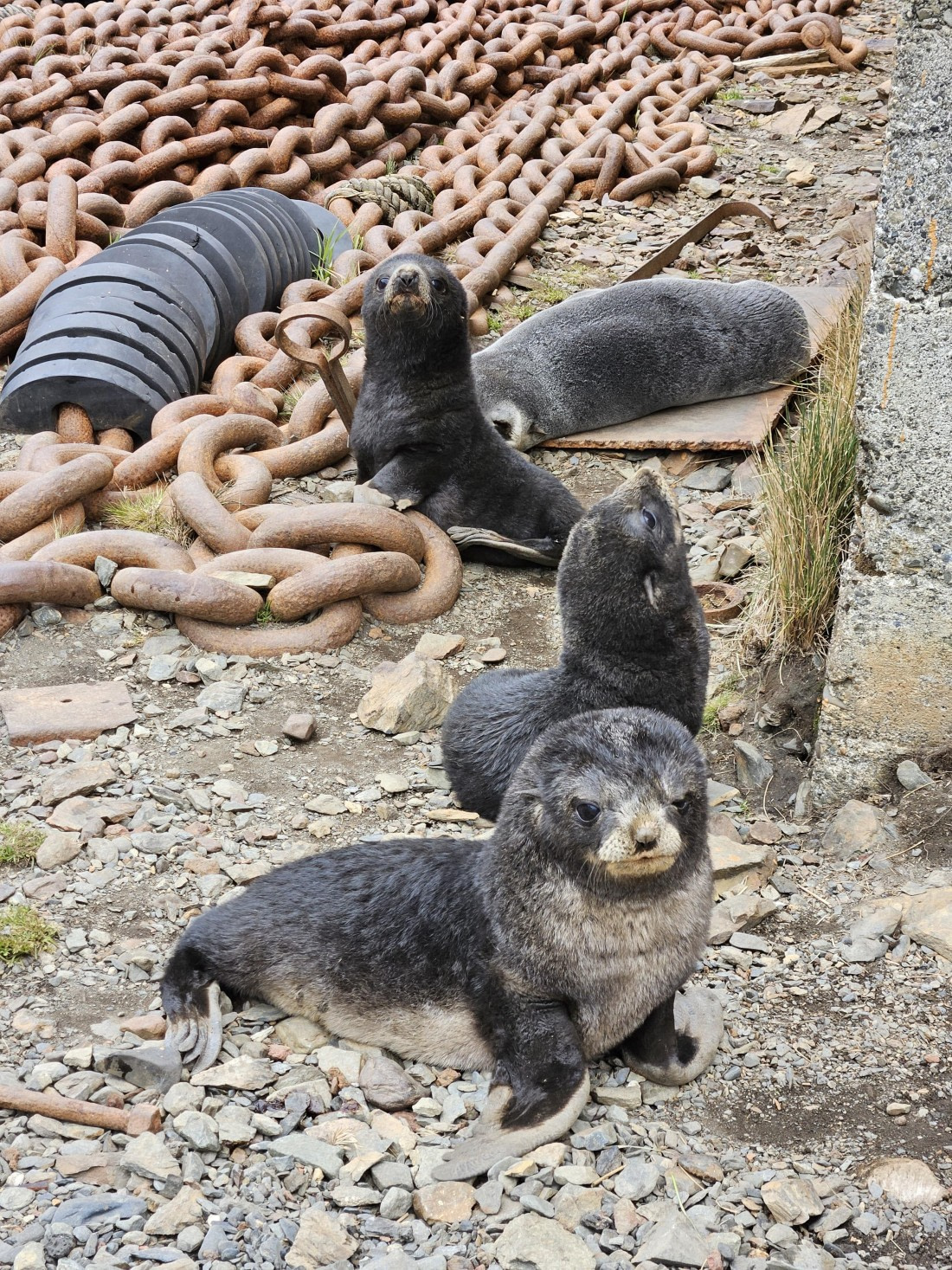 HDS25-25, Day 7, Grytviken - Sas 1 © Saskia van der Meij - Oceanwide Expeditions.jpg