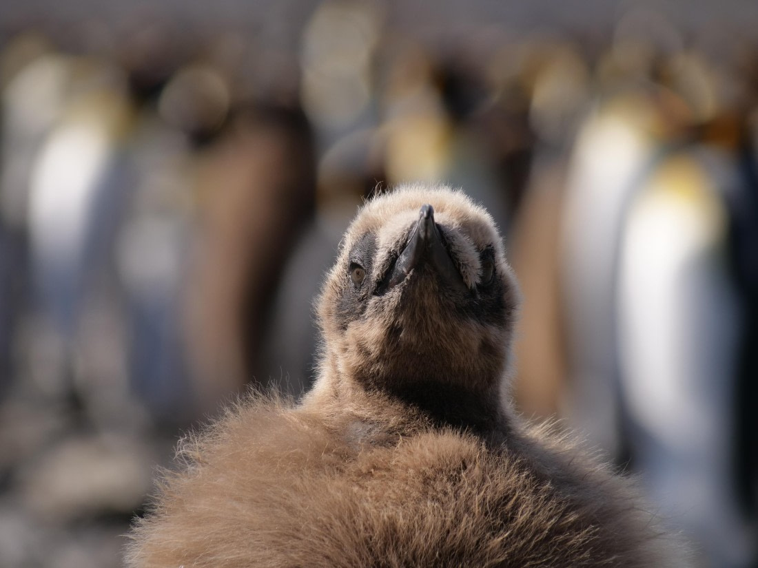 HDS25-25, Day 7, Jade-HDS25-25-Day7 (3) © Jade Heister - Oceanwide Expeditions.JPG