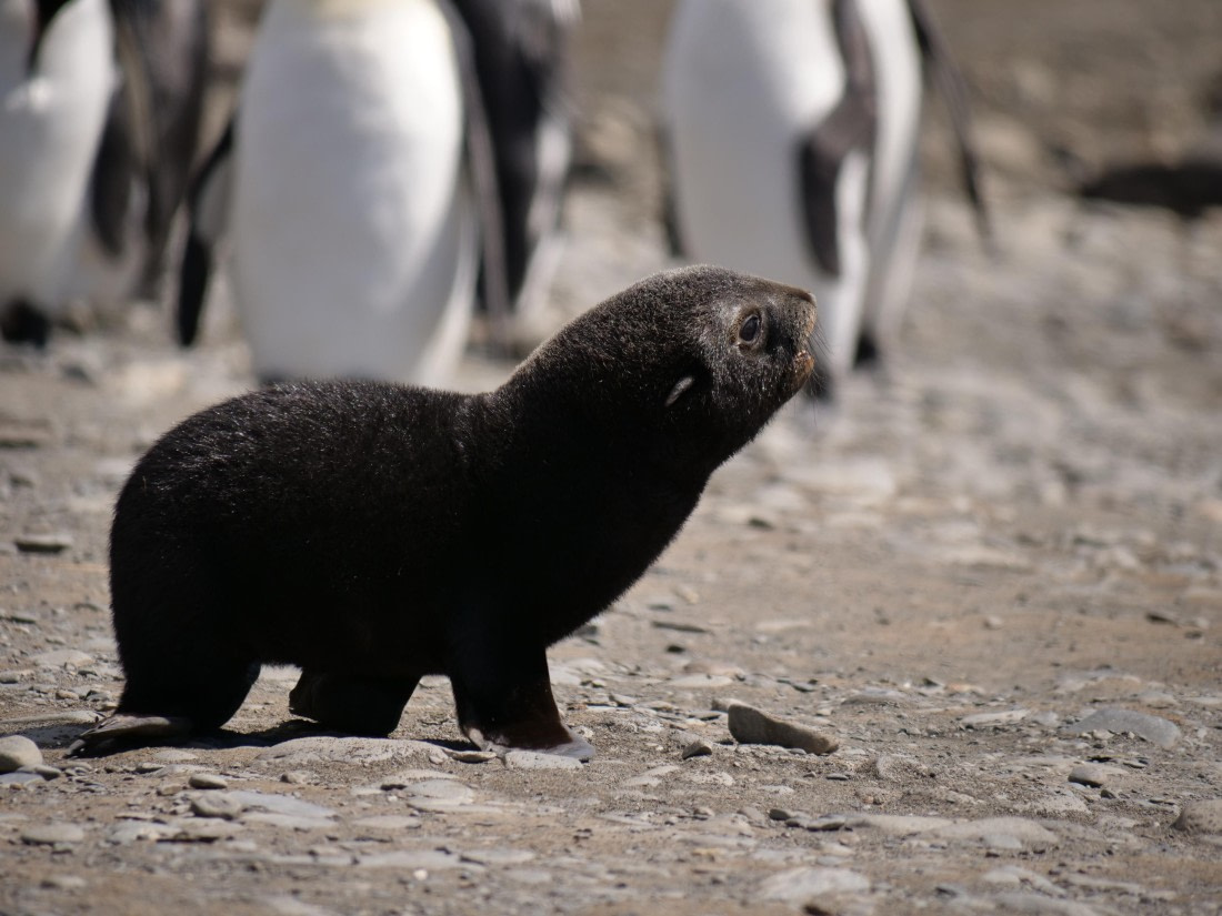 HDS25-25, Day 7, Jade-HDS25-25-Day7 (5) © Jade Heister - Oceanwide Expeditions.JPG
