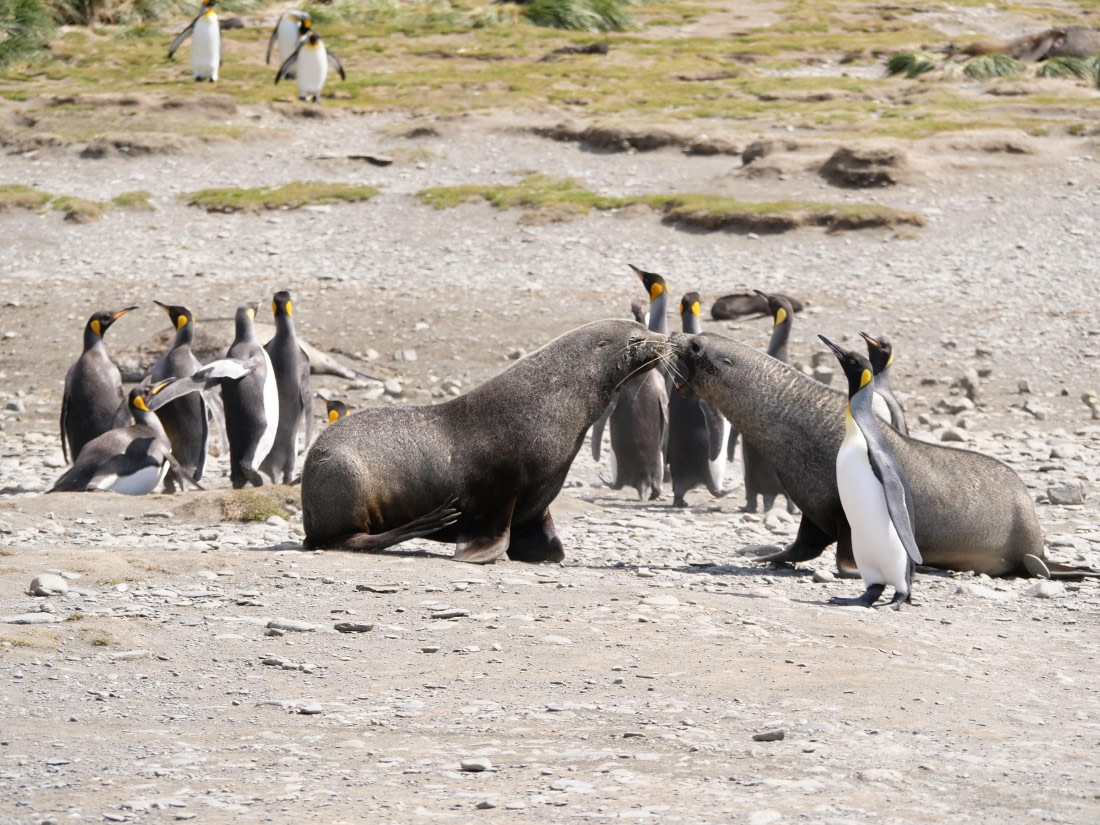 HDS25-25, Day 7, Jade-HDS25-25-Day7 (7) © Jade Heister - Oceanwide Expeditions.JPG