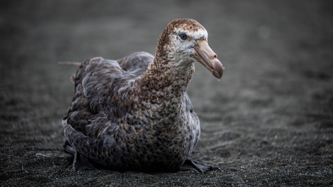 HDS25-25, Day 8, RLO_0317 © Alexander Romanovskiy - Oceanwide Expeditions.jpg