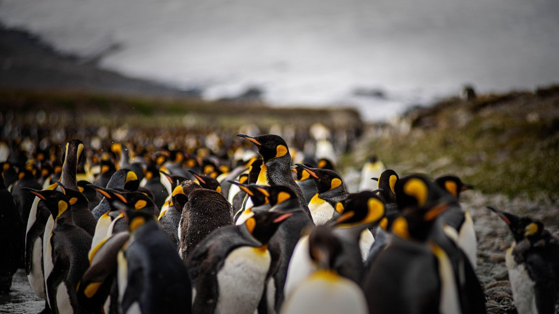 HDS25-25, Day 8, RLO_0336 © Alexander Romanovskiy - Oceanwide Expeditions.jpg