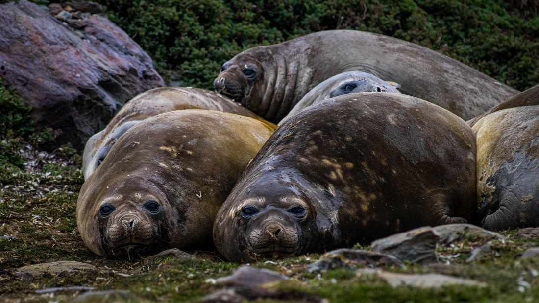HDS25-25, Day 8, RLO_0368 © Alexander Romanovskiy - Oceanwide Expeditions.jpg