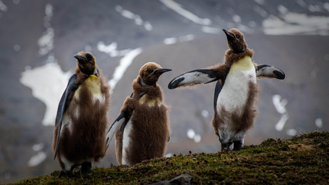 HDS25-25, Day 8, RLO_0375 © Alexander Romanovskiy - Oceanwide Expeditions.jpg