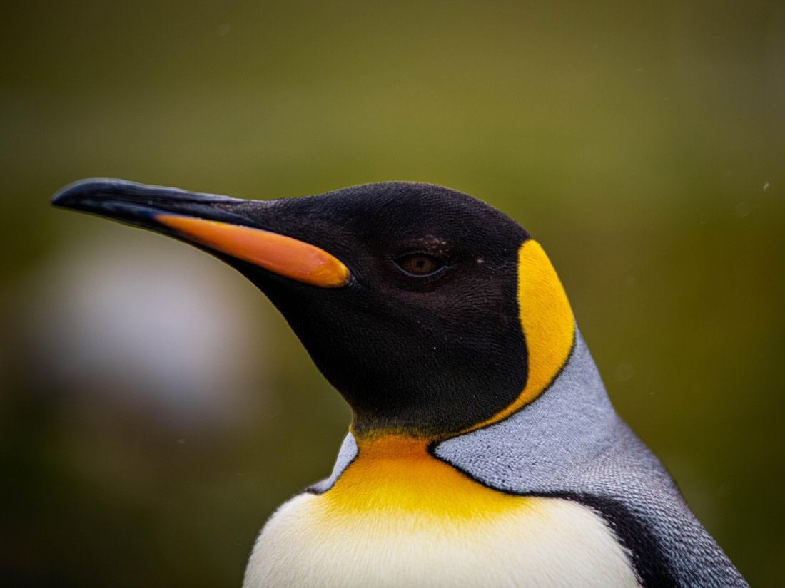 HDS25-25, Day 8, RLO_0410 © Alexander Romanovskiy - Oceanwide Expeditions.jpg