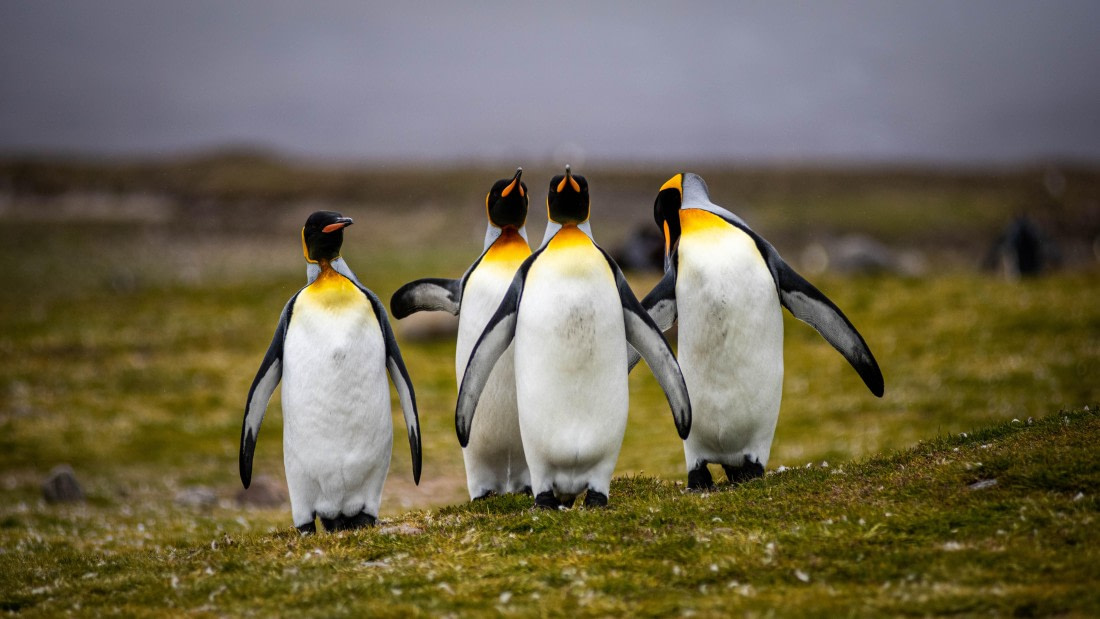 HDS25-25, Day 8, RLO_0443 © Alexander Romanovskiy - Oceanwide Expeditions.jpg