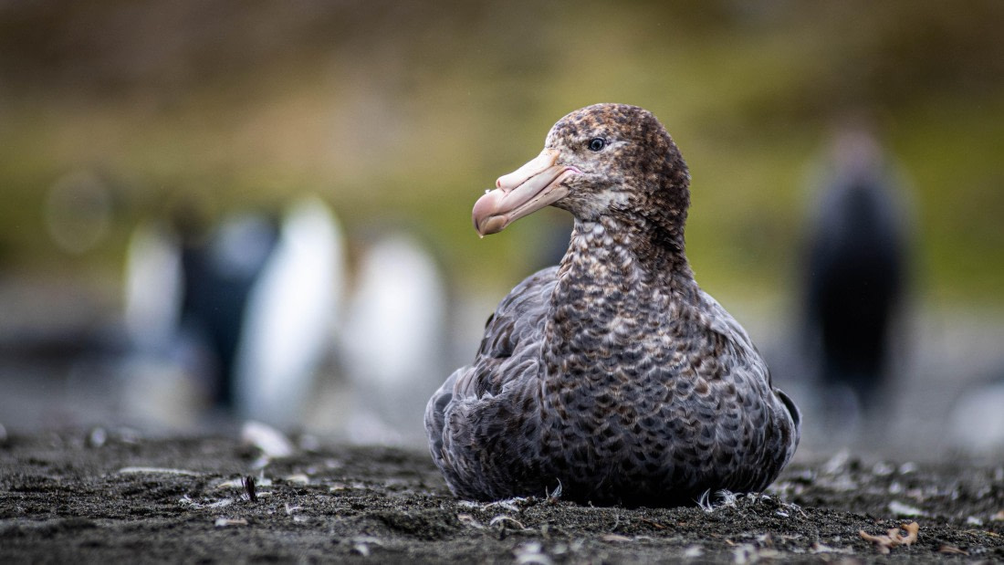 HDS25-25, Day 8, RLO_0458 © Alexander Romanovskiy - Oceanwide Expeditions.jpg