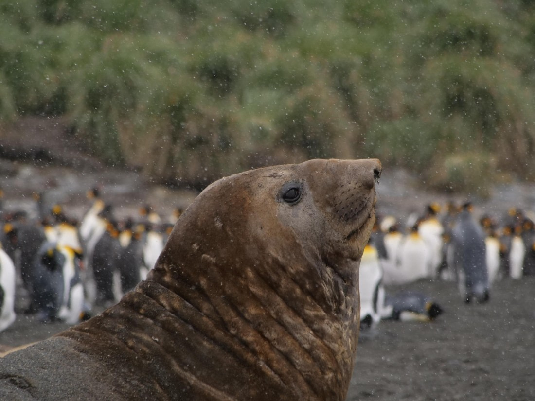 HDS25-25, Day 9, Jade-HDS25-25-Day9 (2) © Jade Heister - Oceanwide Expeditions.JPG
