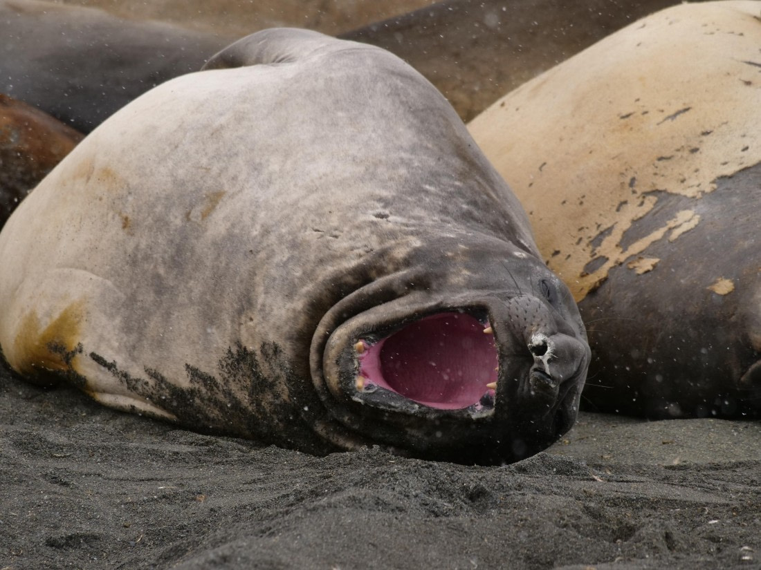 HDS25-25, Day 9, Jade-HDS25-25-Day9 (3) © Jade Heister - Oceanwide Expeditions.JPG