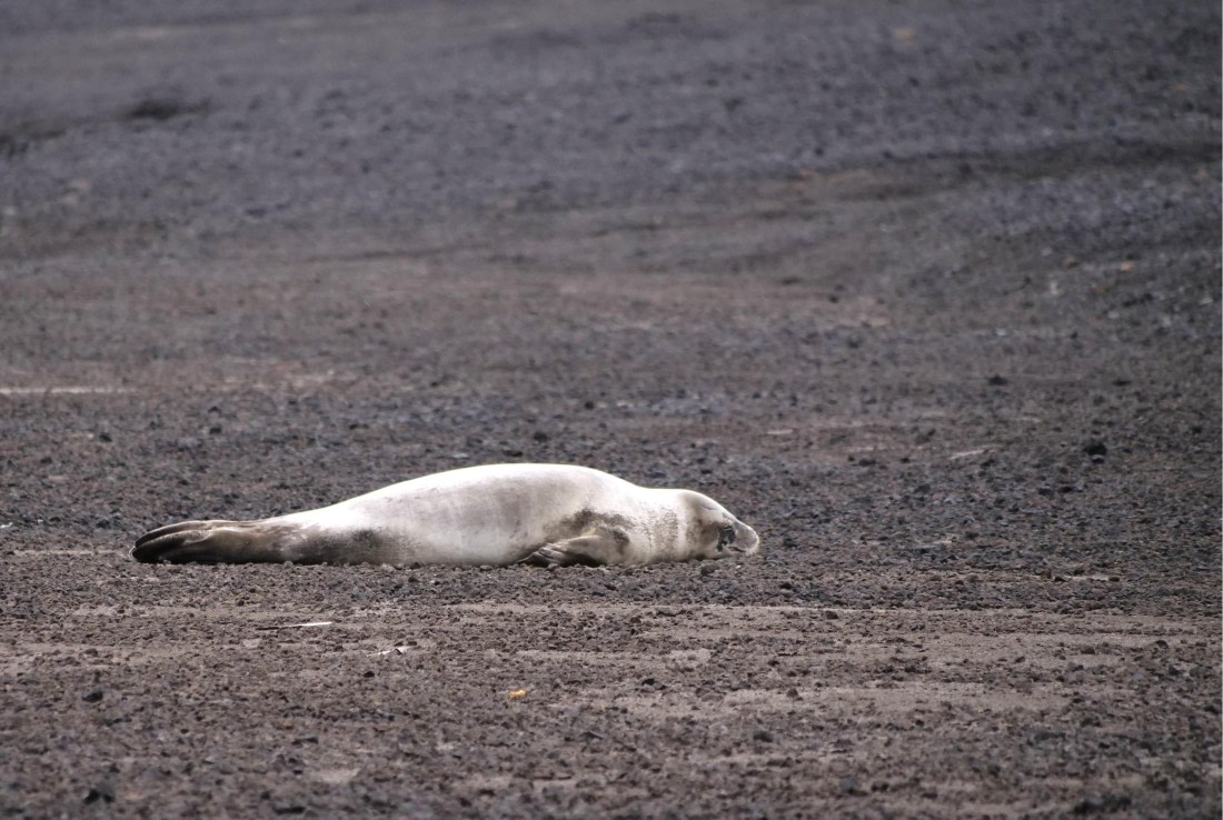 HDS25-25, Day 13, Jade-HDS25-25-Day13 (1) © Jade Heister - Oceanwide Expeditions.JPG