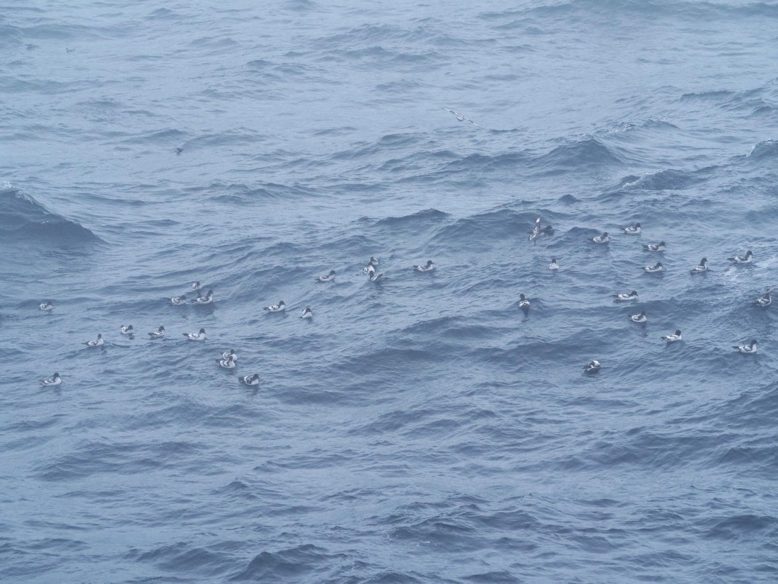 HDS25-25, Day 13, Jade-HDS25-25-Day13 (2) © Jade Heister - Oceanwide Expeditions.JPG