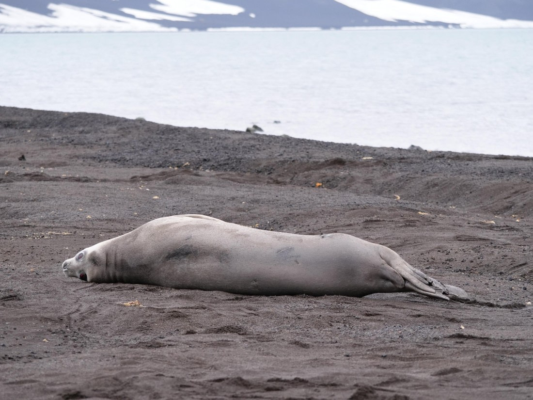 HDS25-25, Day 14, Jade-HDS25-25-Day14 (1) © Jade Heister - Oceanwide Expeditions.JPG