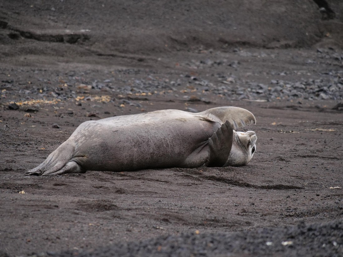 HDS25-25, Day 14, Jade-HDS25-25-Day14 (3) © Jade Heister - Oceanwide Expeditions.JPG