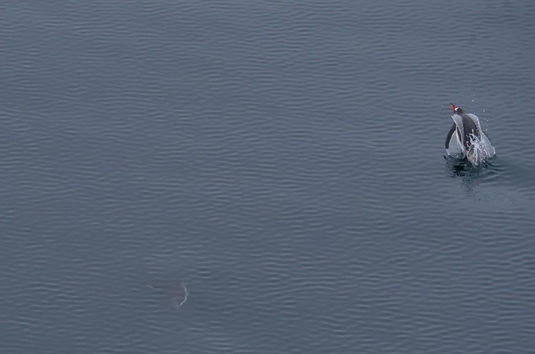 HDS25-25, Day 15, Jade-HDS25-25-Day15 (3) © Jade Heister - Oceanwide Expeditions.JPG