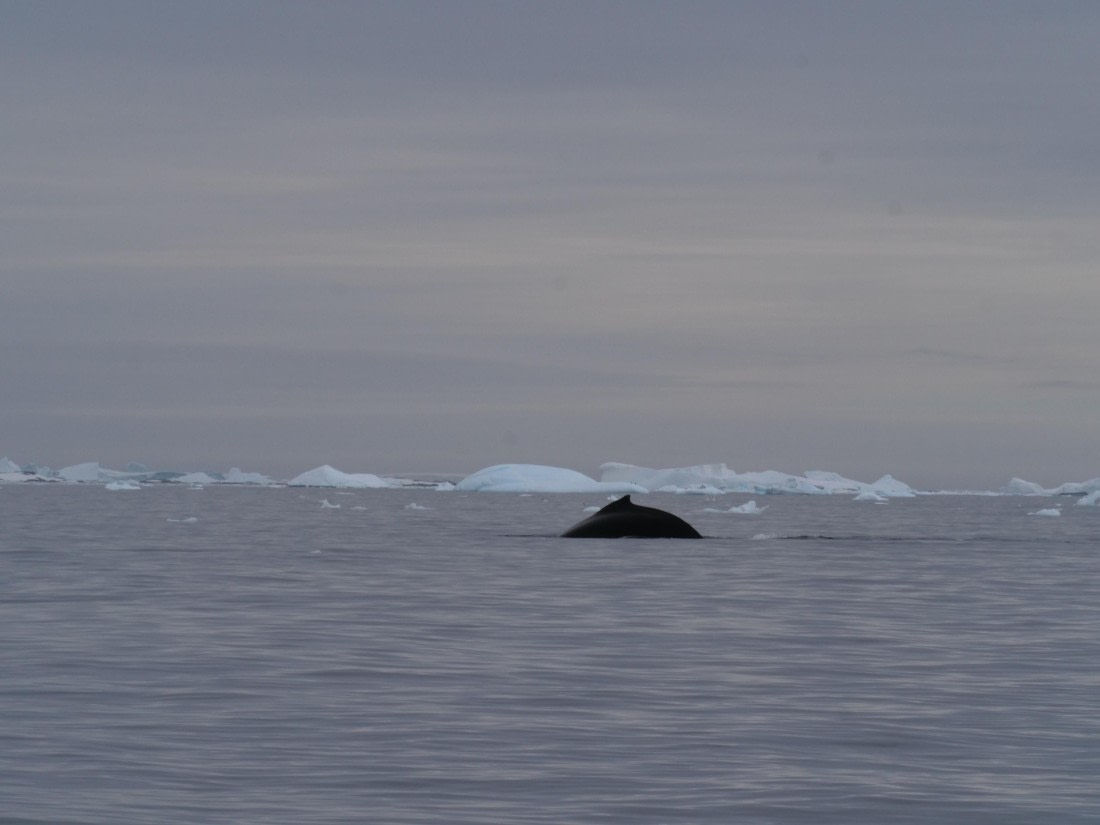 HDS25-25, Day 15, Jade-HDS25-25-Day15 (5) © Jade Heister - Oceanwide Expeditions.JPG