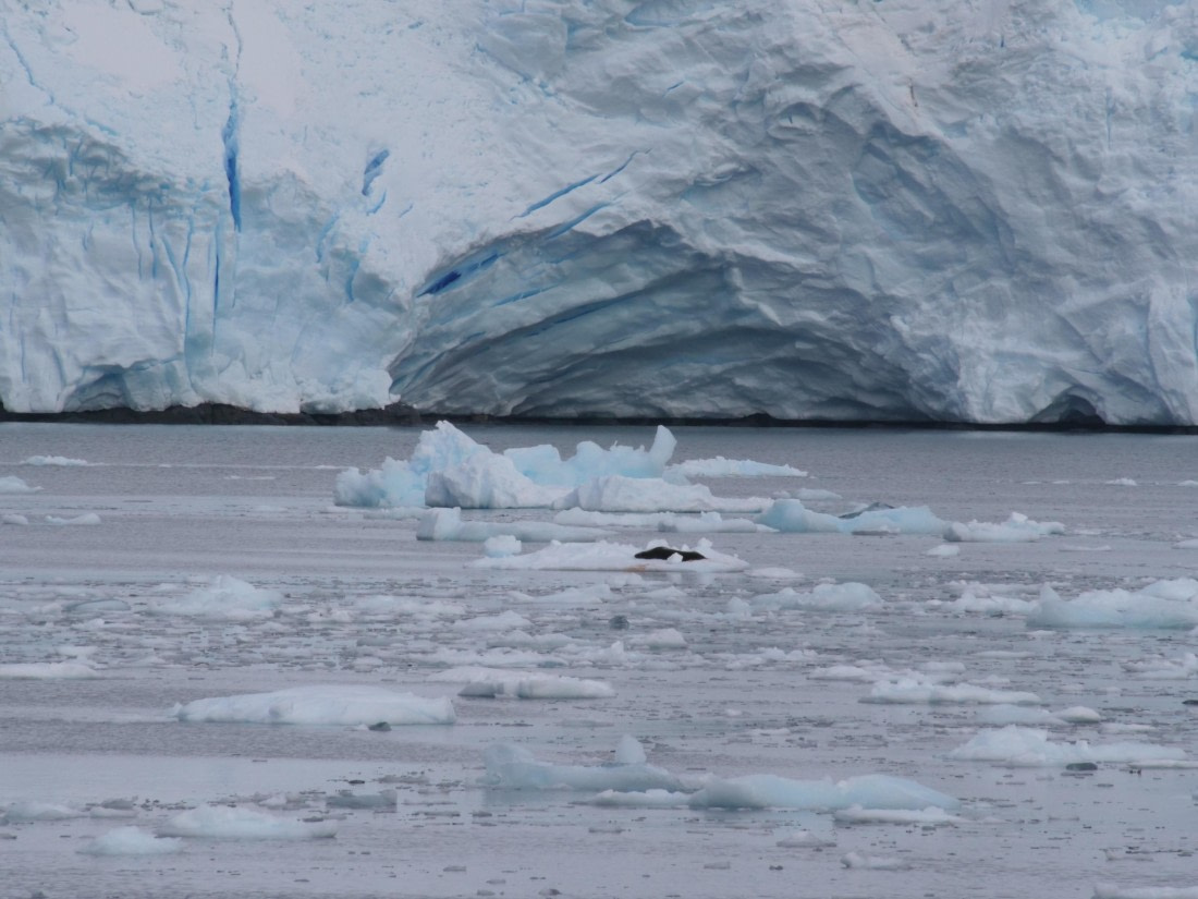 HDS25-25, Day 15, Jade-HDS25-25-Day15 (4) © Jade Heister - Oceanwide Expeditions.JPG