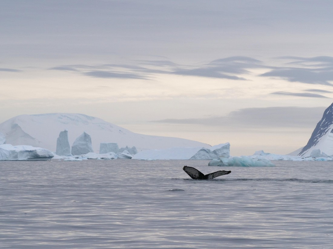 HDS25-25, Day 15, Jade-HDS25-25-Day15 (7) © Jade Heister - Oceanwide Expeditions.JPG