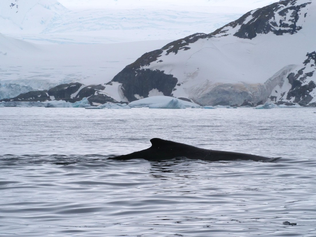 HDS25-25, Day 15, Jade-HDS25-25-Day15 (9) © Jade Heister - Oceanwide Expeditions.JPG