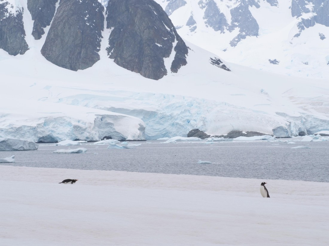 HDS25-25, Day 15, Jade-HDS25-25-Day15 (12) © Jade Heister - Oceanwide Expeditions.JPG