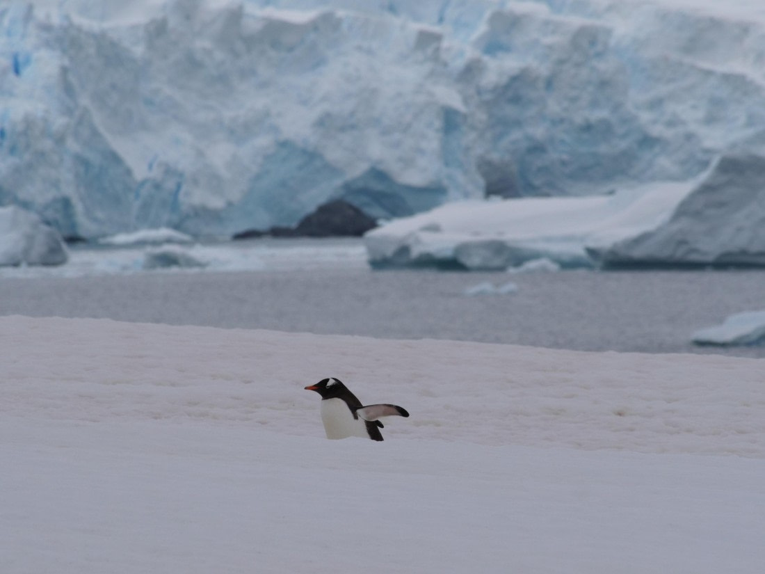 HDS25-25, Day 15, Jade-HDS25-25-Day15 (13) © Jade Heister - Oceanwide Expeditions.JPG