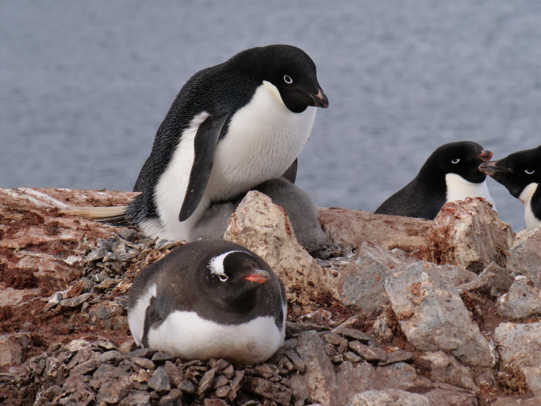 HDS25-25, Day 15, Jade-HDS25-25-Day15 (16) © Jade Heister - Oceanwide Expeditions.JPG