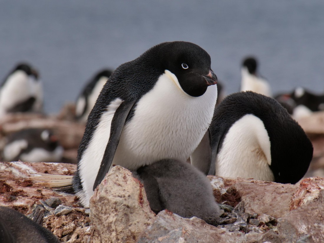 HDS25-25, Day 15, Jade-HDS25-25-Day15 (17) © Jade Heister - Oceanwide Expeditions.JPG