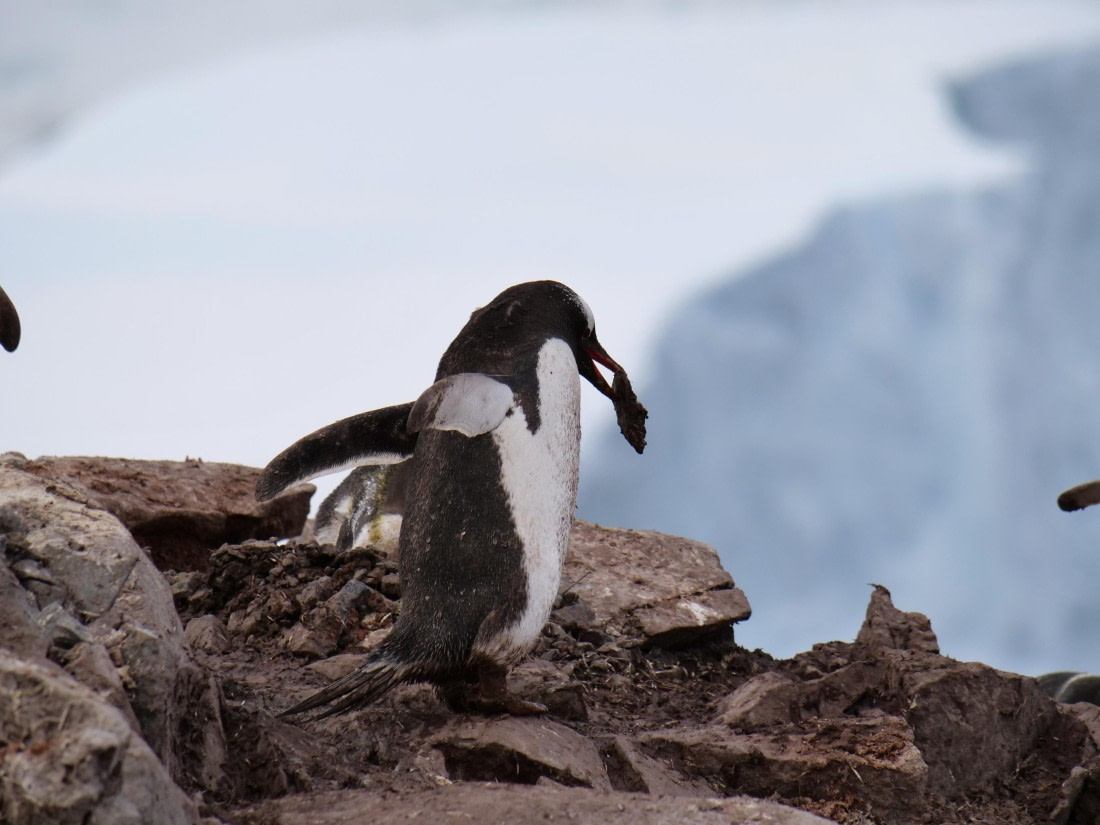 HDS25-25, Day 15, Jade-HDS25-25-Day15 (18) © Jade Heister - Oceanwide Expeditions.JPG