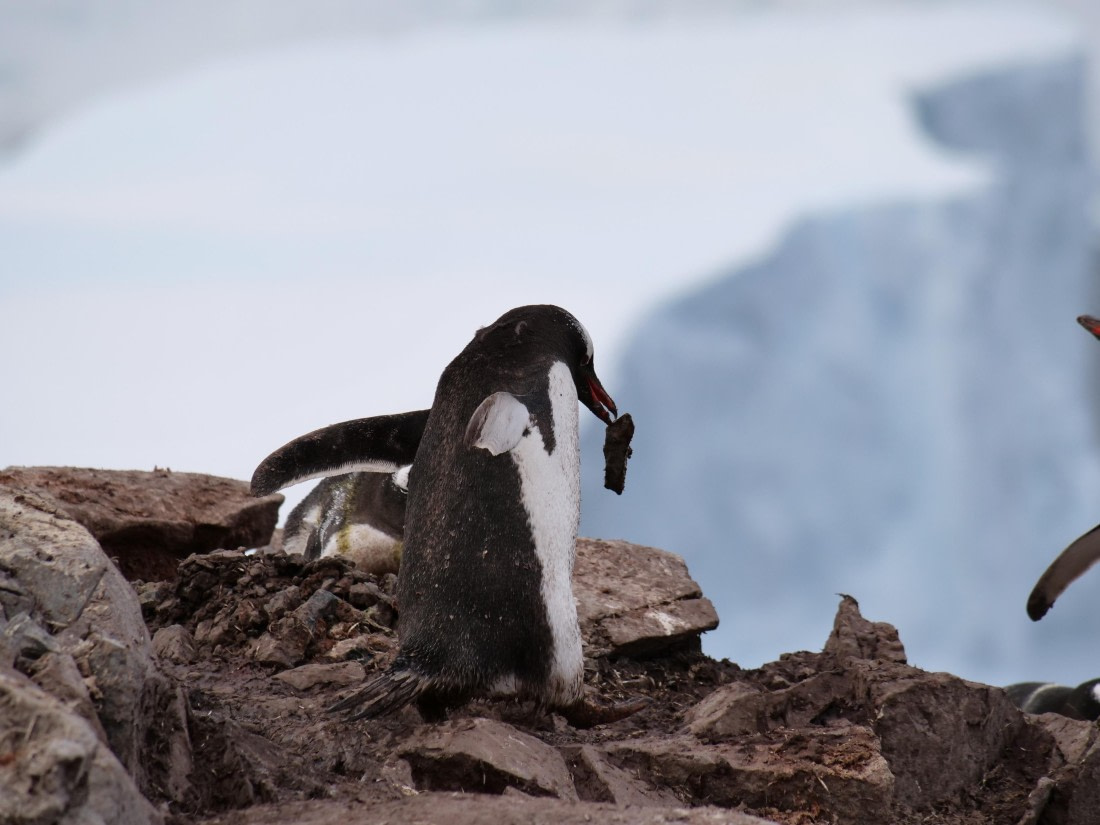 HDS25-25, Day 15, Jade-HDS25-25-Day15 (20) © Jade Heister - Oceanwide Expeditions.JPG