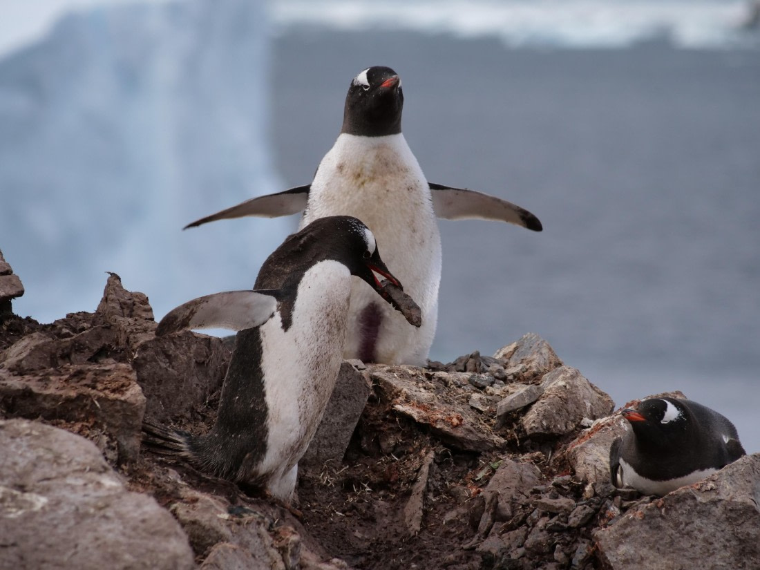HDS25-25, Day 15, Jade-HDS25-25-Day15 (24) © Jade Heister - Oceanwide Expeditions.JPG