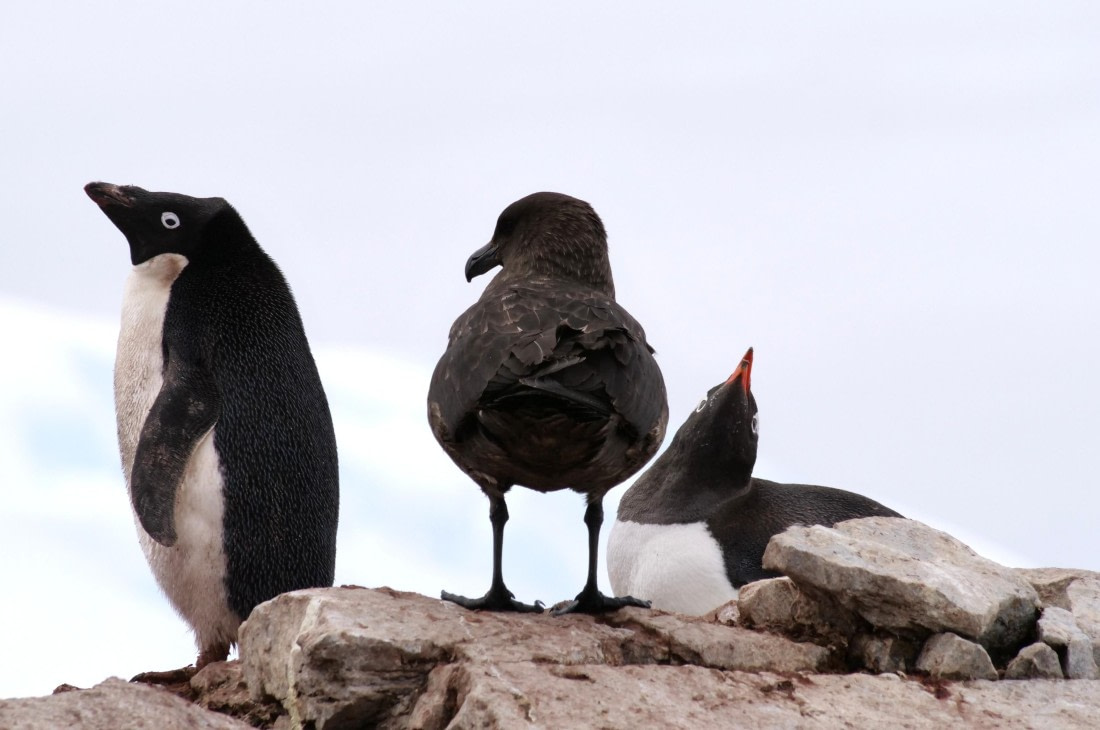 HDS25-25, Day 15, Jade-HDS25-25-Day15 (26) © Jade Heister - Oceanwide Expeditions.JPG