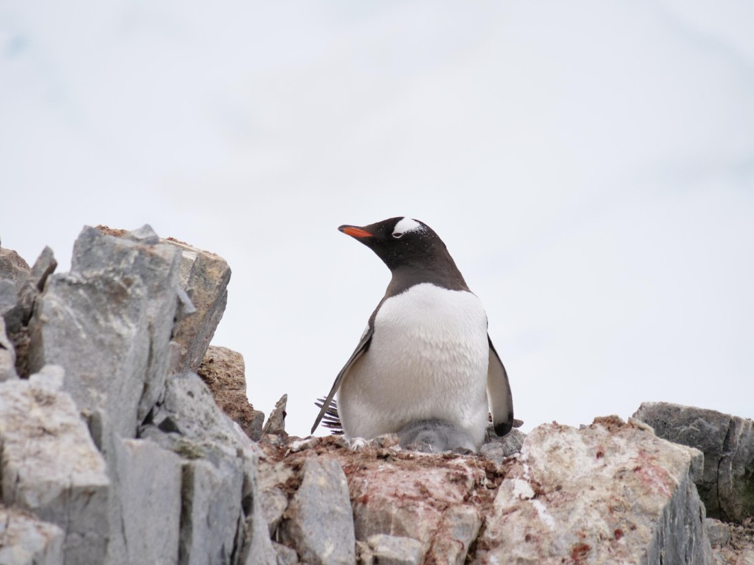 HDS25-25, Day 15, Jade-HDS25-25-Day15 (29) © Jade Heister - Oceanwide Expeditions.JPG